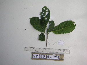 ( - YAWPLANTCR201)  @11 [ ] CreativeCommons - Attribution Non-Commercial Share-Alike (2016) C. Redmond Czech Academy of Sciences