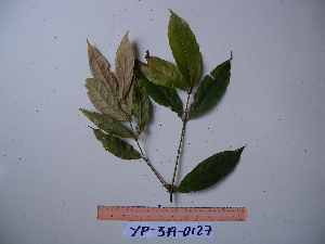  ( - YAWPLANTCR208)  @11 [ ] CreativeCommons - Attribution Non-Commercial Share-Alike (2016) C. Redmond Czech Academy of Sciences