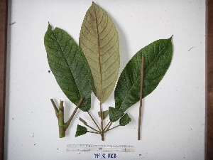  ( - YAWPLANTCR244)  @11 [ ] CreativeCommons - Attribution Non-Commercial Share-Alike (2016) C. Redmond Czech Academy of Sciences
