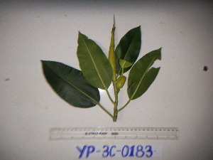  (Ficus xylosycia - YAWPLANTCR249)  @11 [ ] CreativeCommons - Attribution Non-Commercial Share-Alike (2016) C. Redmond Czech Academy of Sciences