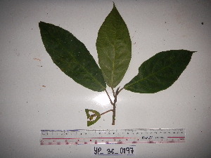  (Ficus congesta - YAWPLANTCR254)  @11 [ ] CreativeCommons - Attribution Non-Commercial Share-Alike (2016) C. Redmond Czech Academy of Sciences