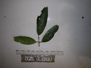  ( - YAWPLANTCR265)  @11 [ ] CreativeCommons - Attribution Non-Commercial Share-Alike (2016) C. Redmond Czech Academy of Sciences