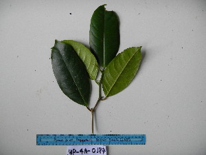  (Ficus hombroniana - YAWPLANTCR284)  @11 [ ] CreativeCommons - Attribution Non-Commercial Share-Alike (2016) C. Redmond Czech Academy of Sciences