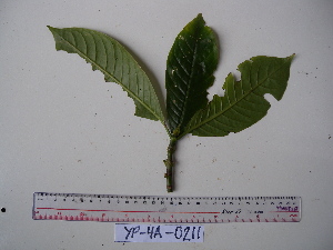  (Psychotria murmurensis - YAWPLANTCR286)  @11 [ ] CreativeCommons - Attribution Non-Commercial Share-Alike (2016) C. Redmond Czech Academy of Sciences