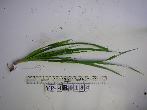  ( - YAWPLANTCR294)  @11 [ ] CreativeCommons - Attribution Non-Commercial Share-Alike (2016) C. Redmond Czech Academy of Sciences