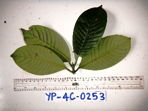  (Psychotria micrococca - YAWPLANTCR324)  @11 [ ] CreativeCommons - Attribution Non-Commercial Share-Alike (2016) C. Redmond Czech Academy of Sciences