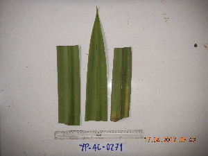  (Pandanus angiensis - YAWPLANTCR326)  @11 [ ] CreativeCommons - Attribution Non-Commercial Share-Alike (2016) C. Redmond Czech Academy of Sciences