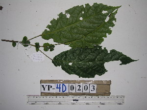  ( - YAWPLANTCR337)  @11 [ ] CreativeCommons - Attribution Non-Commercial Share-Alike (2016) C. Redmond Czech Academy of Sciences