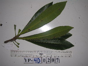  ( - YAWPLANTCR338)  @11 [ ] CreativeCommons - Attribution Non-Commercial Share-Alike (2016) C. Redmond Czech Academy of Sciences