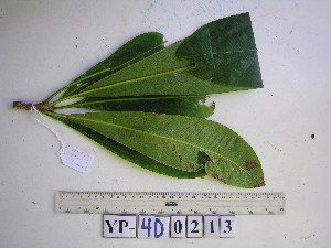  ( - YAWPLANTCR340)  @11 [ ] CreativeCommons - Attribution Non-Commercial Share-Alike (2016) C. Redmond Czech Academy of Sciences