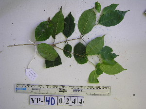  (Chionanthus ramiflora - YAWPLANTCR350)  @11 [ ] CreativeCommons - Attribution Non-Commercial Share-Alike (2016) C. Redmond Czech Academy of Sciences