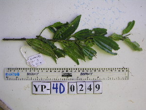  (Nothocnide melastomatifolia - YAWPLANTCR352)  @11 [ ] CreativeCommons - Attribution Non-Commercial Share-Alike (2016) C. Redmond Czech Academy of Sciences