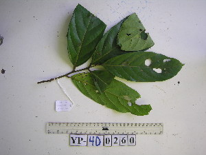  (Cryptocarya magnifolia - YAWPLANTCR359)  @11 [ ] CreativeCommons - Attribution Non-Commercial Share-Alike (2016) C. Redmond Czech Academy of Sciences