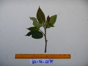  (Ficus erythrosperma - YAWPLANTCR370)  @11 [ ] CreativeCommons - Attribution Non-Commercial Share-Alike (2016) C. Redmond Czech Academy of Sciences