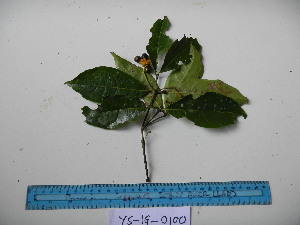  ( - YAWPLANTCR375)  @11 [ ] CreativeCommons - Attribution Non-Commercial Share-Alike (2016) C. Redmond Czech Academy of Sciences