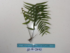  (Nephrolepis acuminata - YAWPLANTCR385)  @11 [ ] CreativeCommons - Attribution Non-Commercial Share-Alike (2016) C. Redmond Czech Academy of Sciences