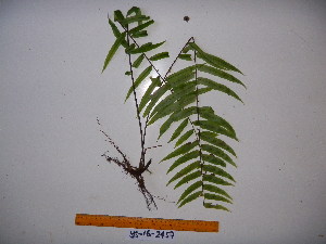  ( - YAWPLANTCR386)  @11 [ ] CreativeCommons - Attribution Non-Commercial Share-Alike (2016) C. Redmond Czech Academy of Sciences