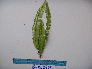  ( - YAWPLANTCR388)  @11 [ ] CreativeCommons - Attribution Non-Commercial Share-Alike (2016) C. Redmond Czech Academy of Sciences