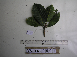  (Elaeocarpus amplifolius - YAWPLANTCR398)  @11 [ ] CreativeCommons - Attribution Non-Commercial Share-Alike (2016) C. Redmond Czech Academy of Sciences