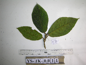  ( - YAWPLANTCR399)  @11 [ ] CreativeCommons - Attribution Non-Commercial Share-Alike (2016) C. Redmond Czech Academy of Sciences