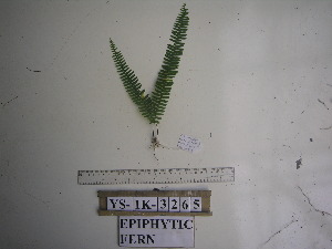  ( - YAWPLANTCR400)  @11 [ ] CreativeCommons - Attribution Non-Commercial Share-Alike (2016) C. Redmond Czech Academy of Sciences