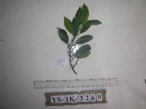  ( - YAWPLANTCR402)  @11 [ ] CreativeCommons - Attribution Non-Commercial Share-Alike (2016) C. Redmond Czech Academy of Sciences
