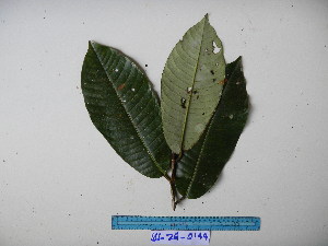  (Myristica - YAWPLANTCR409)  @11 [ ] CreativeCommons - Attribution Non-Commercial Share-Alike (2016) C. Redmond Czech Academy of Sciences