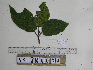  (Ficus calopilina - YAWPLANTCR426)  @11 [ ] CreativeCommons - Attribution Non-Commercial Share-Alike (2016) C. Redmond Czech Academy of Sciences