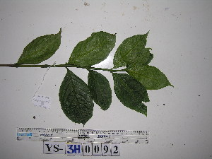  (Graptophyllum - YAWPLANTCR448)  @11 [ ] CreativeCommons - Attribution Non-Commercial Share-Alike (2016) C. Redmond Czech Academy of Sciences