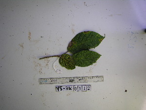  ( - YAWPLANTCR454)  @11 [ ] CreativeCommons - Attribution Non-Commercial Share-Alike (2016) C. Redmond Czech Academy of Sciences
