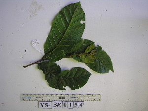  (Prunus gazelle-peninsulae - YAWPLANTCR473)  @11 [ ] CreativeCommons - Attribution Non-Commercial Share-Alike (2016) C. Redmond Czech Academy of Sciences