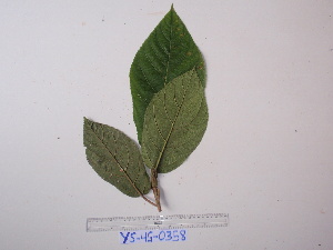  (Ficus iodotricha - YAWPLANTCR478)  @11 [ ] CreativeCommons - Attribution Non-Commercial Share-Alike (2016) C. Redmond Czech Academy of Sciences