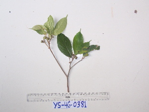  (Ficus rubrivestimenta - YAWPLANTCR481)  @11 [ ] CreativeCommons - Attribution Non-Commercial Share-Alike (2016) C. Redmond Czech Academy of Sciences