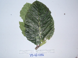  (Ficus dammaropsis - YAWPLANTCR482)  @11 [ ] CreativeCommons - Attribution Non-Commercial Share-Alike (2016) C. Redmond Czech Academy of Sciences