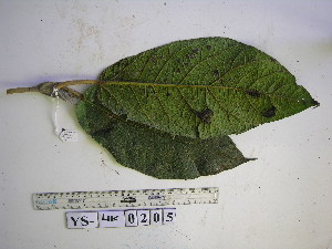  ( - YAWPLANTCR499)  @11 [ ] CreativeCommons - Attribution Non-Commercial Share-Alike (2016) C. Redmond Czech Academy of Sciences