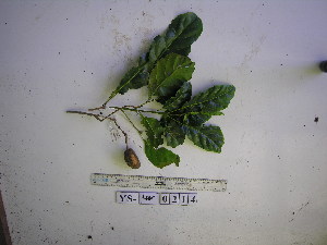  ( - YAWPLANTCR501)  @11 [ ] CreativeCommons - Attribution Non-Commercial Share-Alike (2016) C. Redmond Czech Academy of Sciences