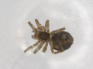  ( - BIOUG90609-A11)  @11 [ ] CreativeCommons - Attribution (2022) Centre for Biodiversity Genomics Centre for Biodiversity Genomics