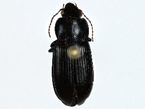  ( - BIOUG91369-B05)  @11 [ ] CreativeCommons - Attribution (2022) CBG Photography Group Centre for Biodiversity Genomics