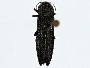  ( - BIOUG91369-D03)  @11 [ ] CreativeCommons - Attribution (2022) CBG Photography Group Centre for Biodiversity Genomics