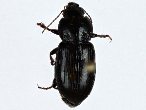  ( - BIOUG91369-G06)  @11 [ ] CreativeCommons - Attribution (2022) CBG Photography Group Centre for Biodiversity Genomics