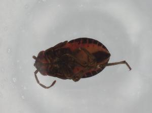  ( - BIOUG96028-G08)  @11 [ ] CreativeCommons - Attribution (2023) Centre for Biodiversity Genomics Centre for Biodiversity Genomics