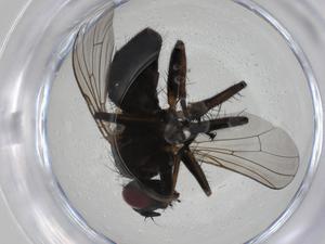  ( - CBG-A11436-E09)  @11 [ ] CreativeCommons - Attribution Share - Alike (2023) Centre for Biodiversity Genomics Centre for Biodiversity Genomics