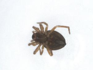  ( - CBG-A11475-H10)  @11 [ ] CreativeCommons - Attribution Share - Alike (2023) Centre for Biodiversity Genomics Centre for Biodiversity Genomics