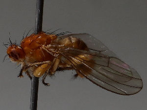  ( - BIOUG56880-F12)  @11 [ ] CreativeCommons - Attribution (2021) CBG Photography Group Centre for Biodiversity Genomics