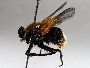  ( - BIOUG56881-C01)  @11 [ ] CreativeCommons - Attribution (2021) CBG Photography Group Centre for Biodiversity Genomics