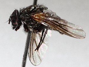  ( - BIOUG56881-E06)  @11 [ ] CreativeCommons - Attribution (2021) CBG Photography Group Centre for Biodiversity Genomics