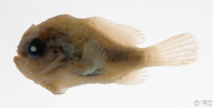  ( - L428-001)  @11 [ ] CreativeCommons Attribution ShareAlike (2024) Institut de Recherche pour le D&eacute;veloppement Institut de Recherche pour le D&eacute;veloppement