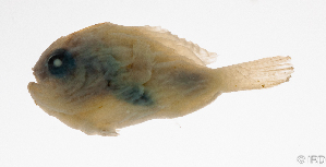  ( - L670-005)  @11 [ ] CreativeCommons Attribution ShareAlike (2024) Institut de Recherche pour le D&eacute;veloppement Institut de Recherche pour le D&eacute;veloppement