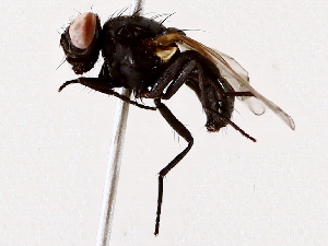  ( - BIOUG73614-F11)  @11 [ ] CreativeCommons - Attribution (2022) CBG Photography Group Centre for Biodiversity Genomics
