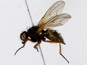  ( - BIOUG73614-G05)  @11 [ ] CreativeCommons - Attribution (2022) CBG Photography Group Centre for Biodiversity Genomics